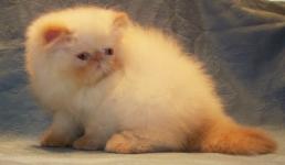 Flame Point Himalayan Kitten  Available NOW! 